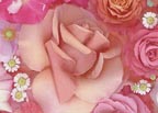 22Rose