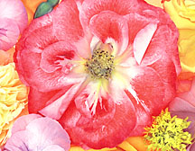 redrose